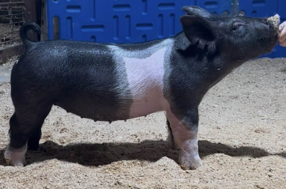 Bloodline x OG (mate to 37k OYE gilt)