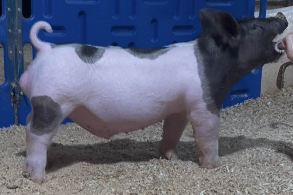 Bloodline x OG (mate to 37k OYE gilt)