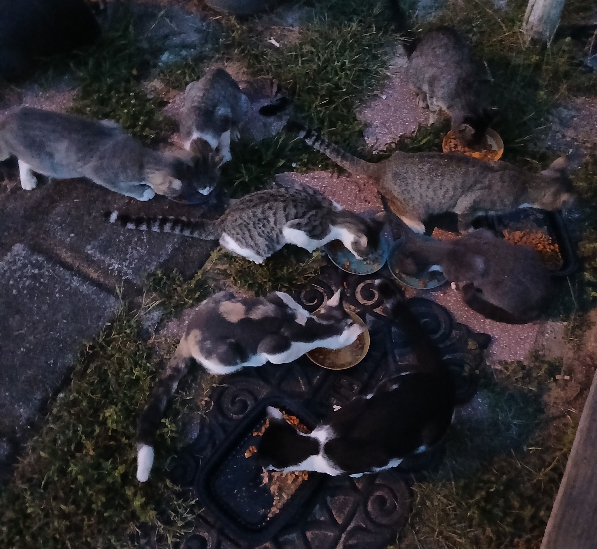 Good morning from Foxy's Keekees 🐈 😻 *Rest in Cat Paradise, Twix