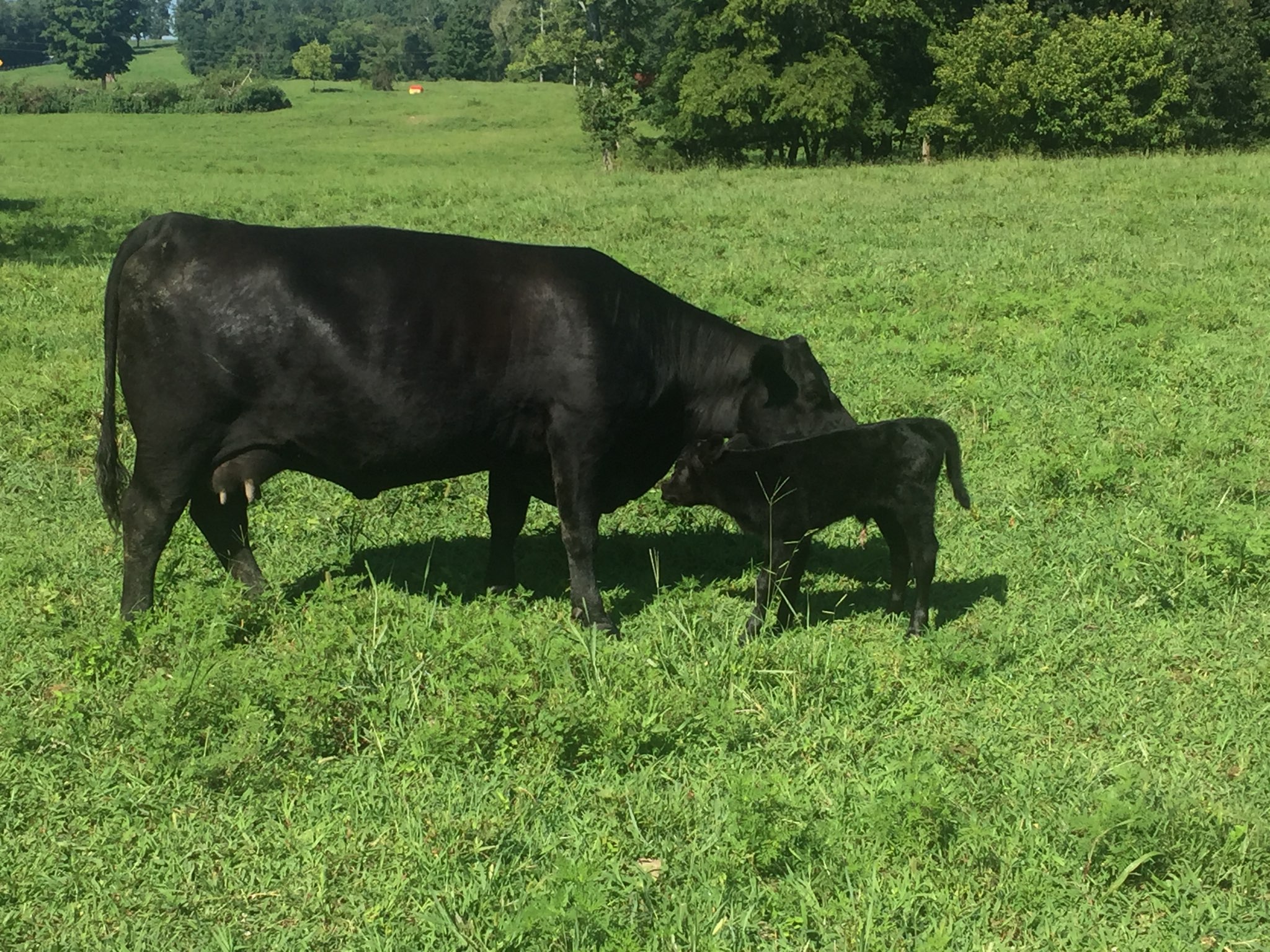 Cannon Ridge Ranch | Shelbyville TN