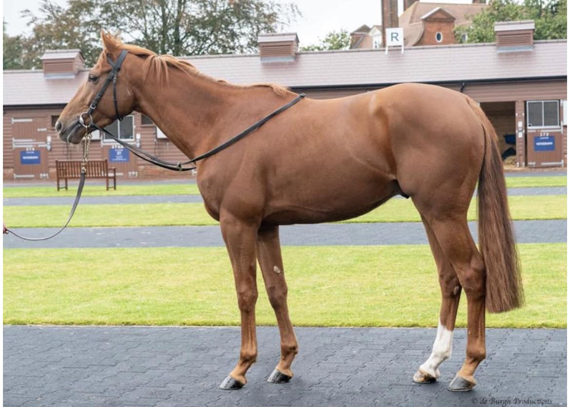 Brett - New lad bought for Keston Racing Club Head Of State. | Facebook