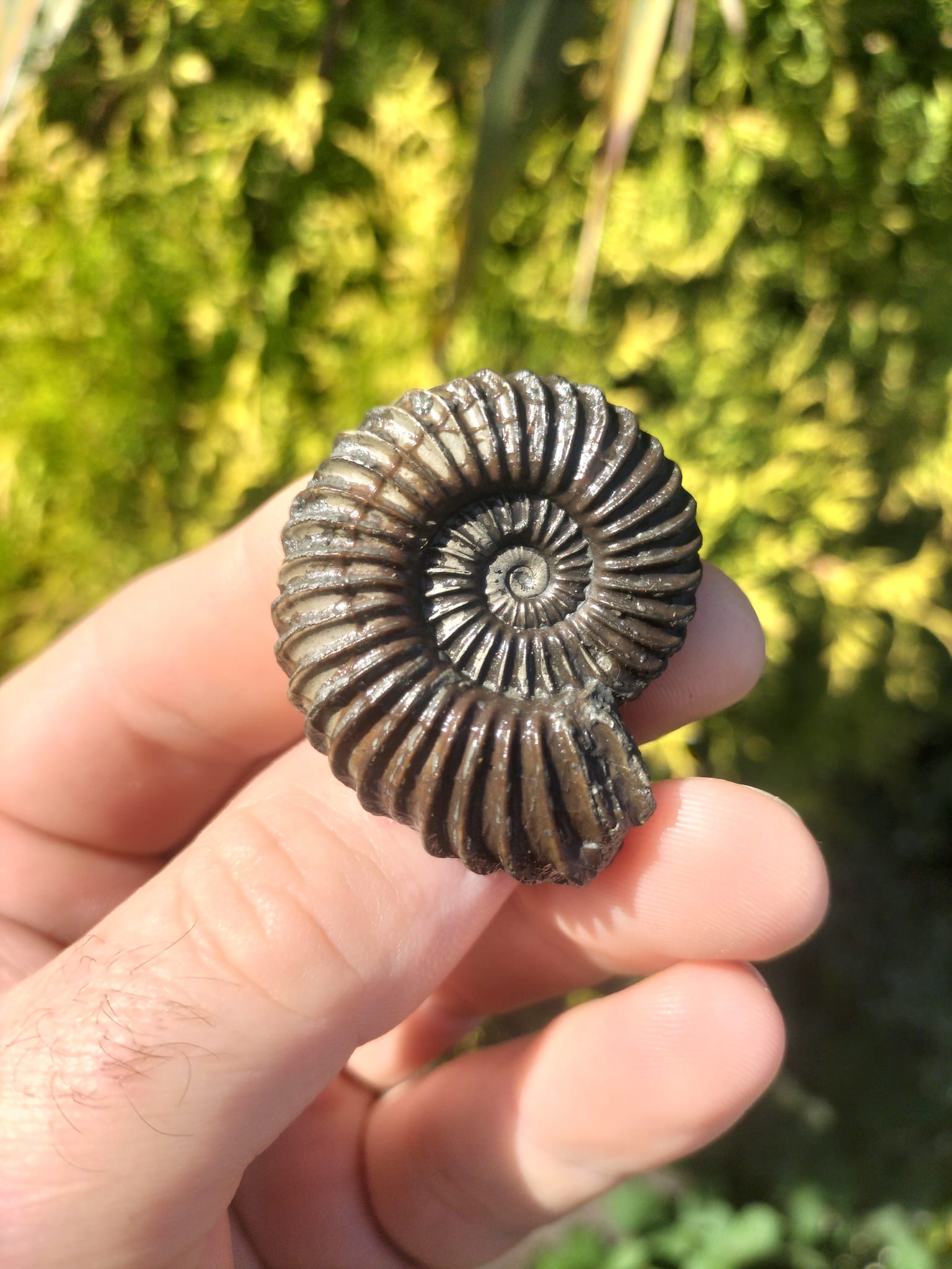 Fossils of Yorkshire | Redcar