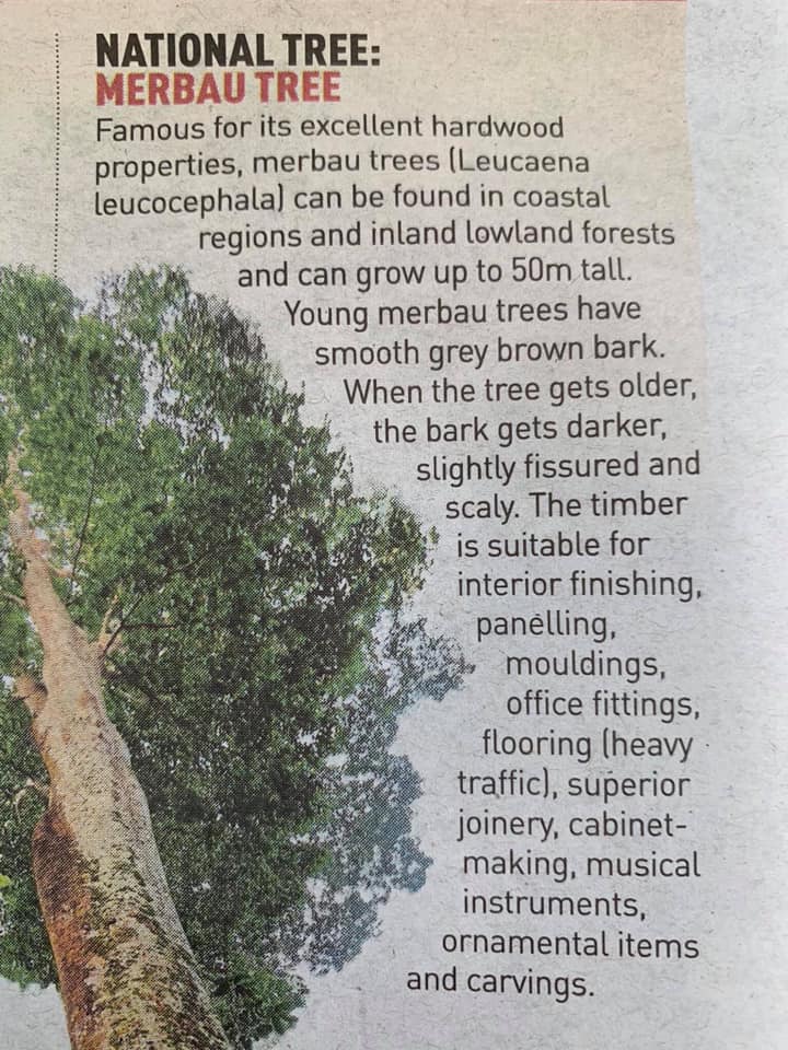 THE MERBAU TREE (Malacca teak) is... - Kerajaan Negeri Melaka | Facebook