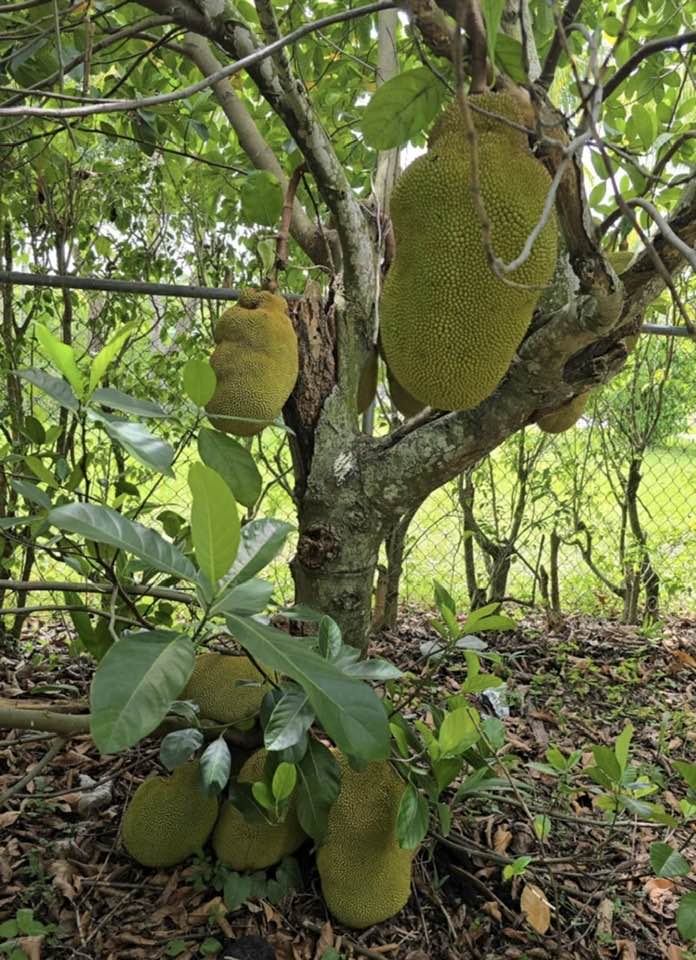 Nice jackfruit tree with some of those jackfruit sitting on the ground