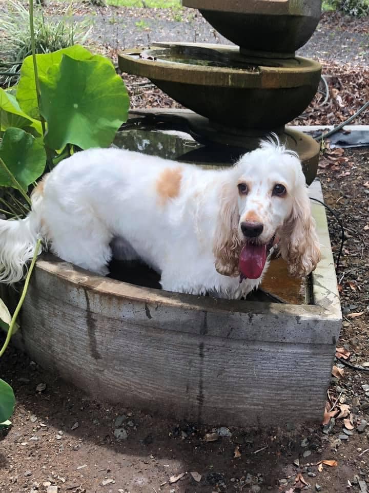 We held our regular CSRQ... - Cocker Spaniel Rescue QLD inc