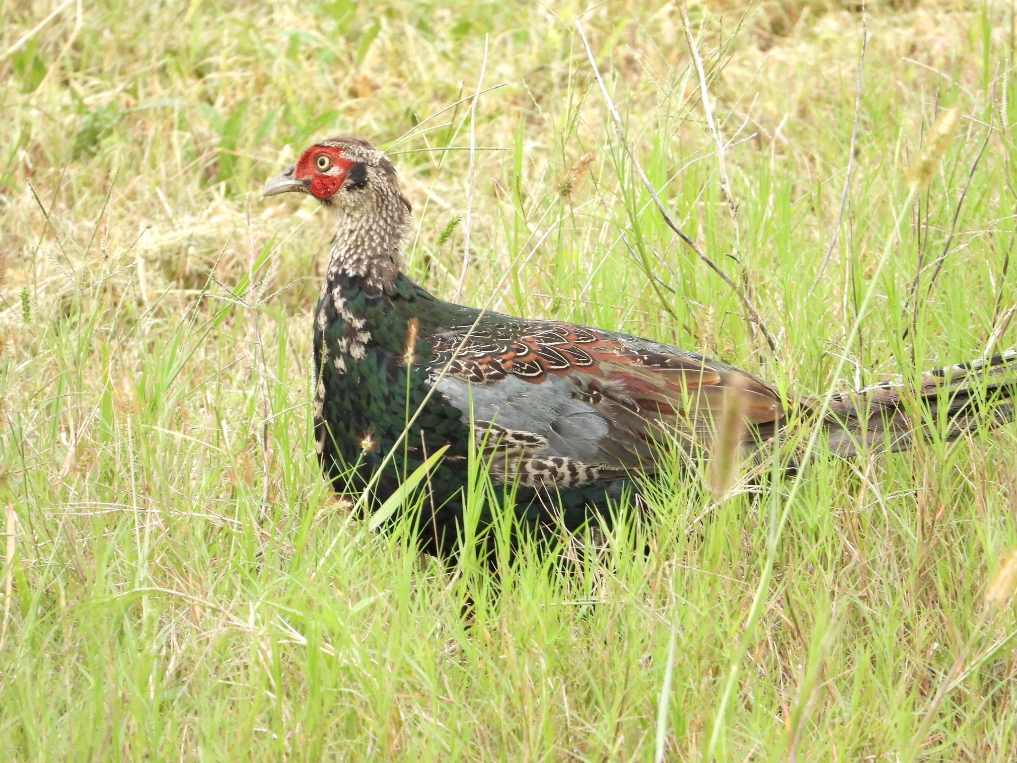 コウライキジ 本来は大陸にいる種のようで日本では北海道と対馬に生息