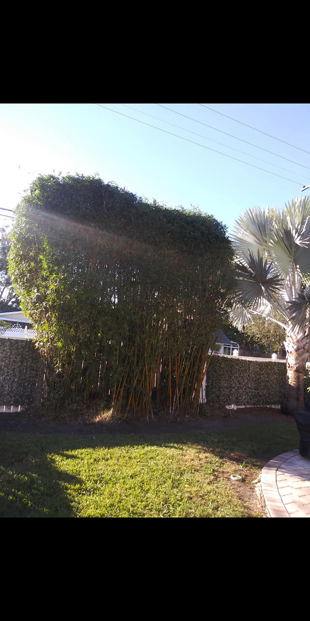 TJ's Tree Solutions