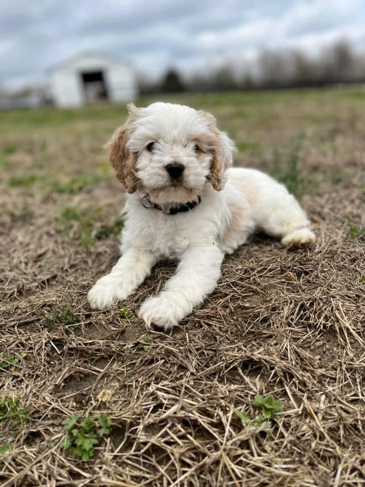 Farm - This beautiful white & buff cockapoo Tilly has been with her ...