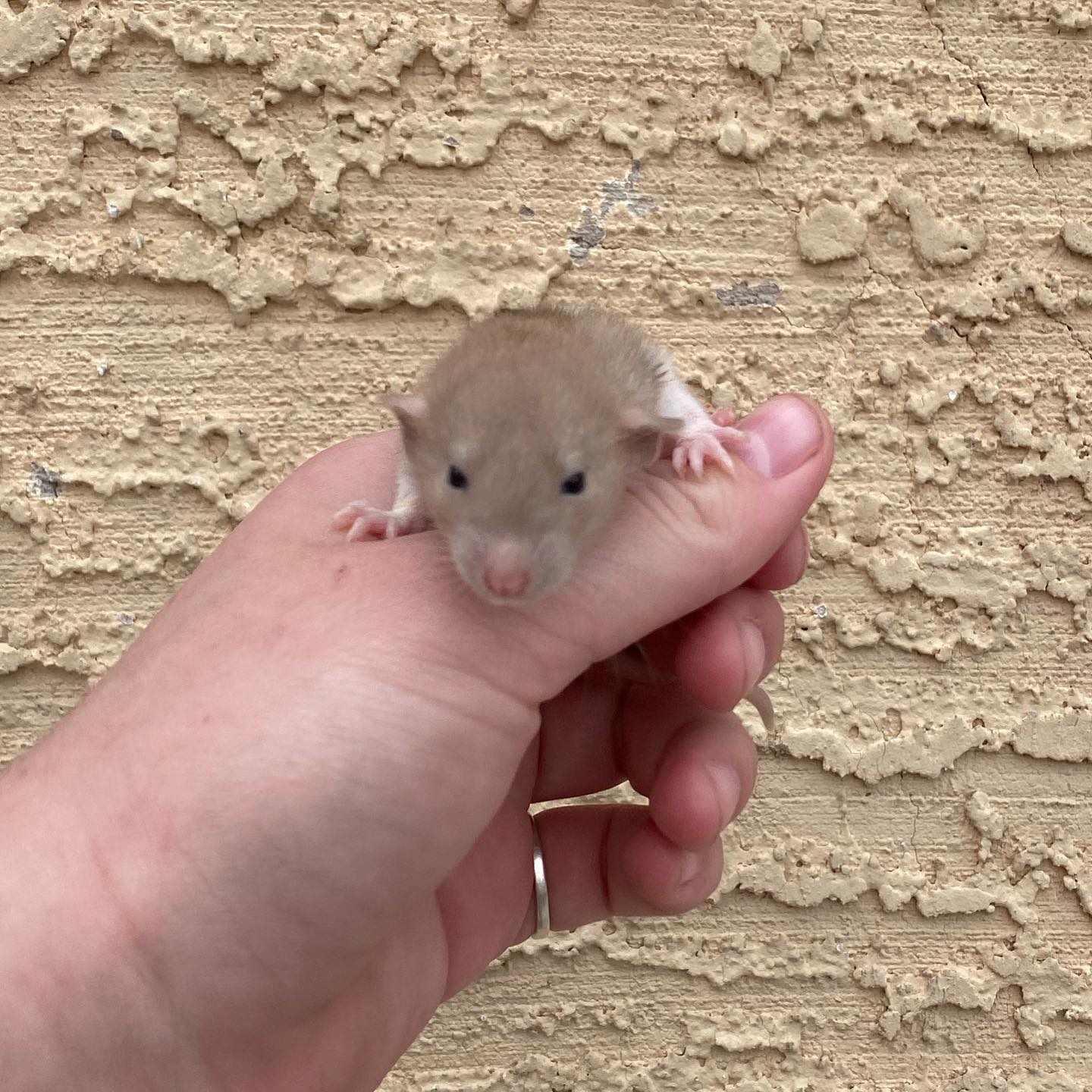 Meet Rose, she is a mink Dumbo... - DesertRose Rattery