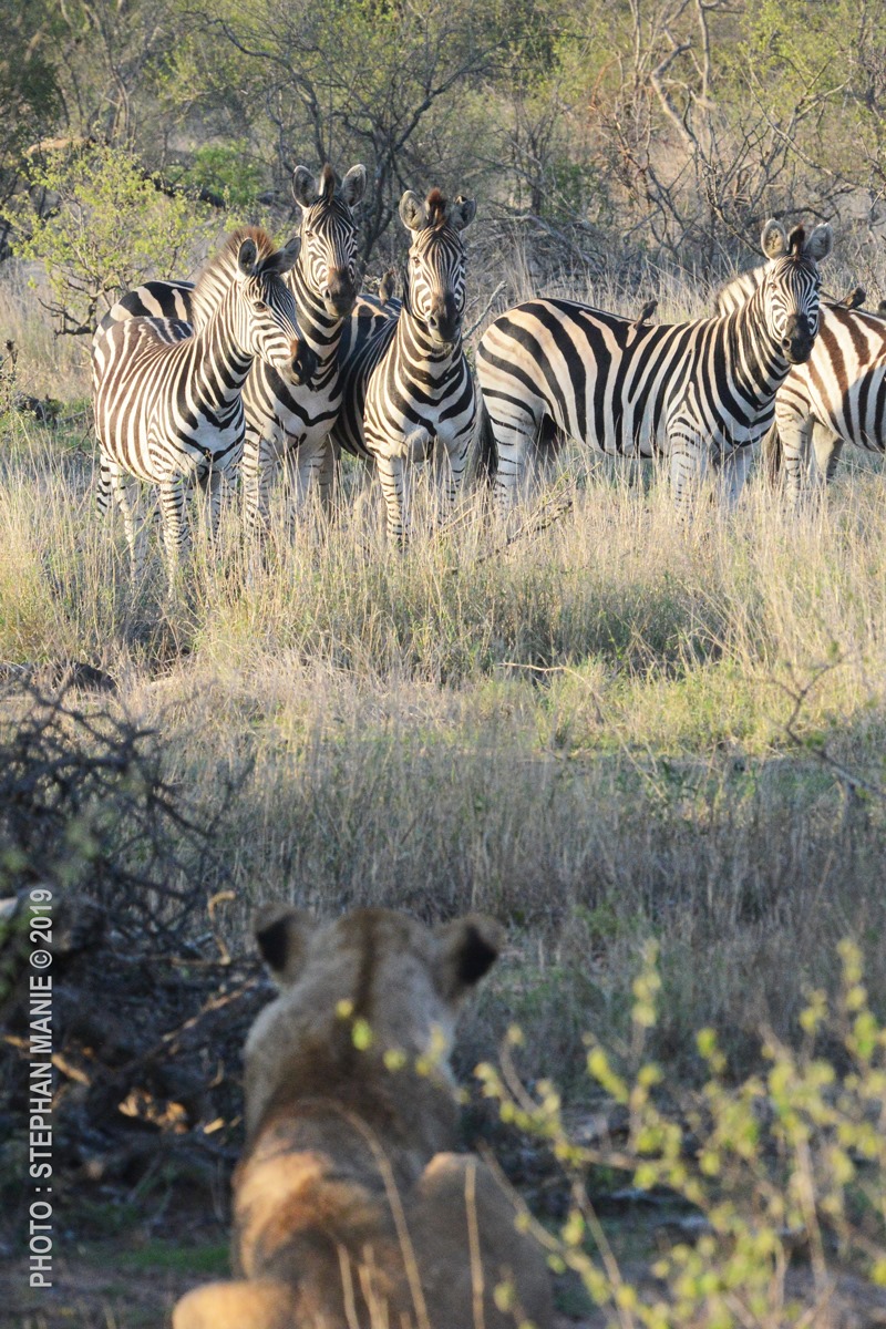 NThambo Tree Camp | Hoedspruit
