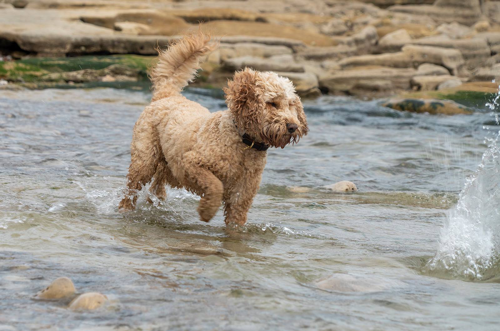 The adventures of Mr Brodie What... - Brodie the Cockapoo | Facebook