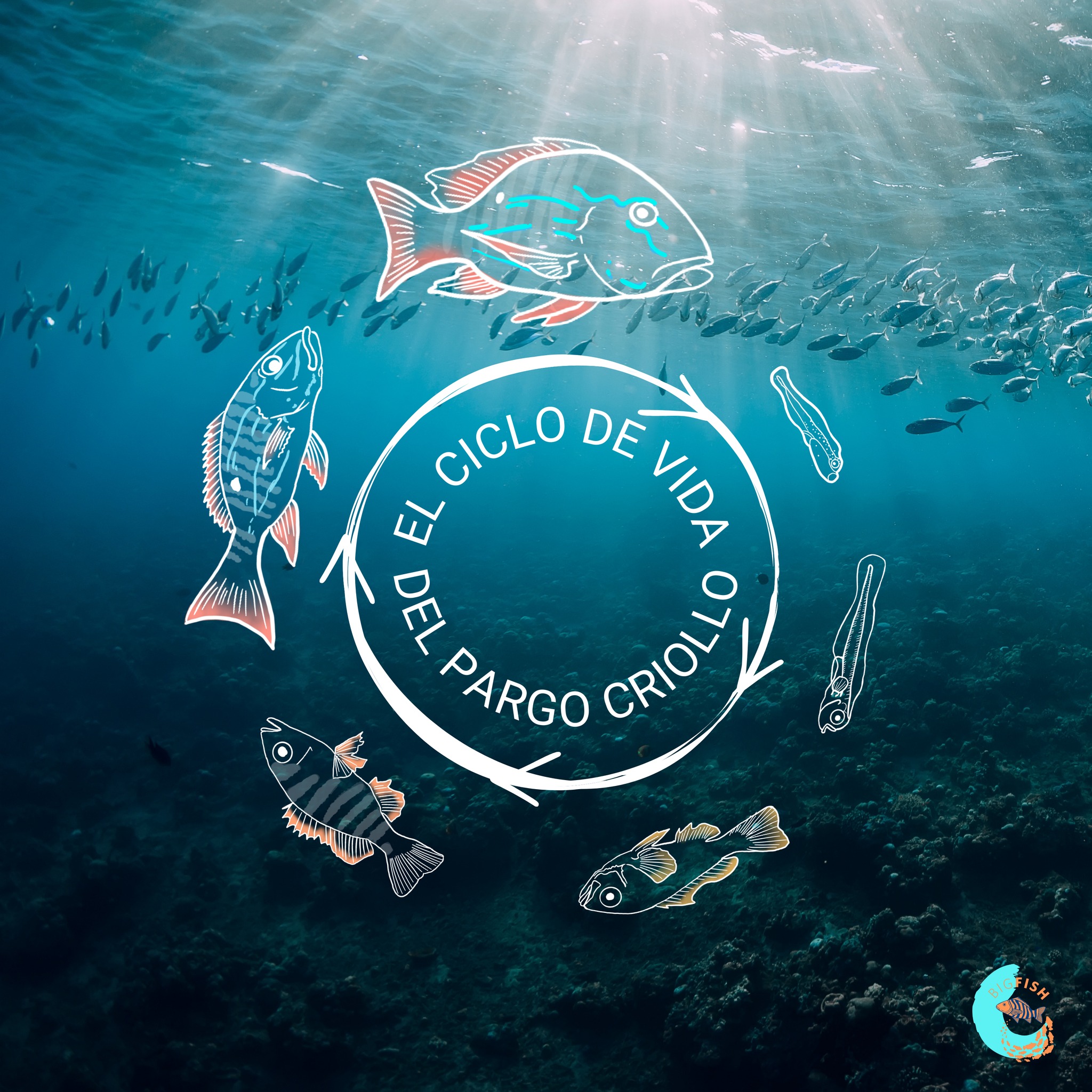 El pargo criollo es una apreciada... - Big Fish Initiative