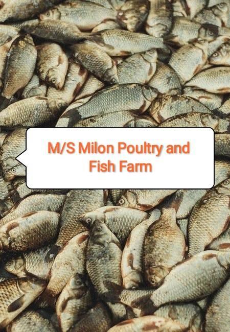 M/S Milon Poultry and Fish Farm | Facebook