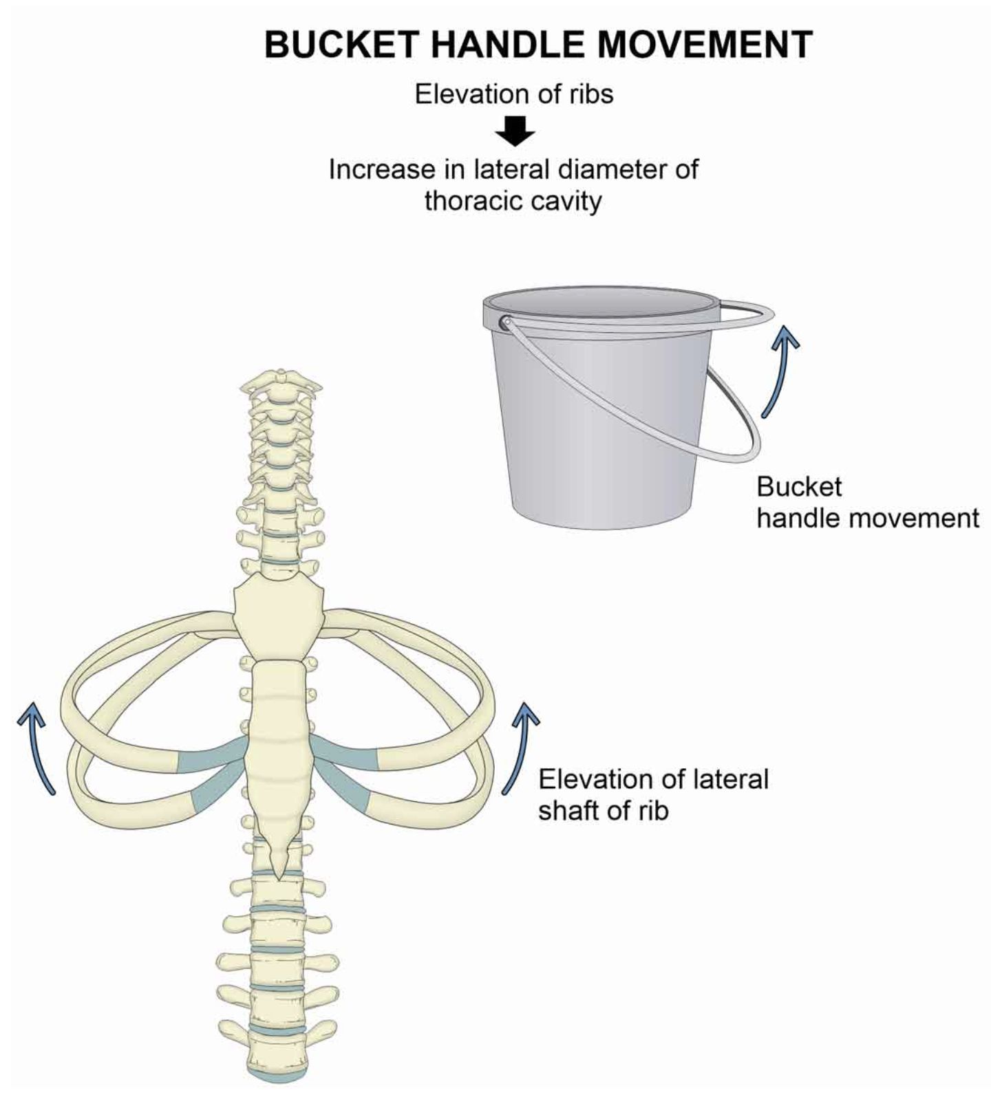 BUCKET HANDLE MOVEMENT Bucket handle... - Chisom Godwin Aja | Facebook