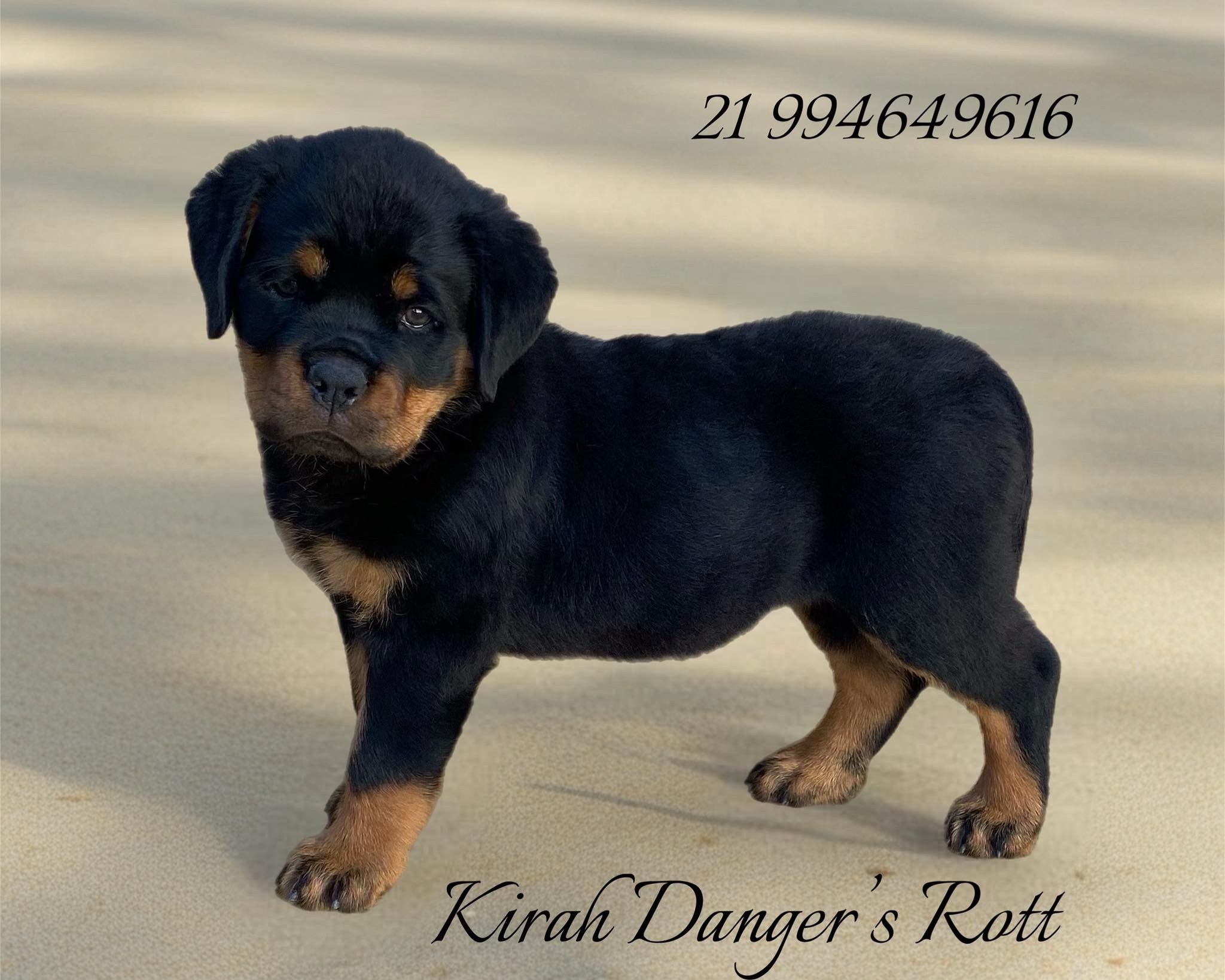 Monaco Von Canano x Cleo Yavier Rott Von Star
