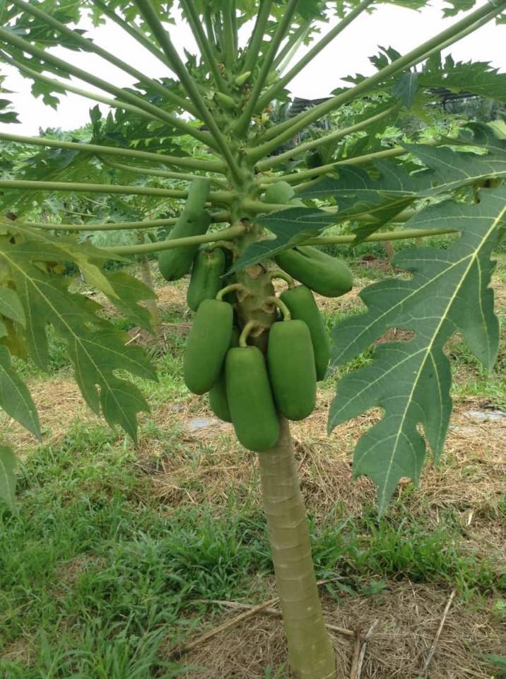 木瓜的品种在马来西亚 大多种植的品种叫 一尺瓜 Golden Planter 金農 Facebook