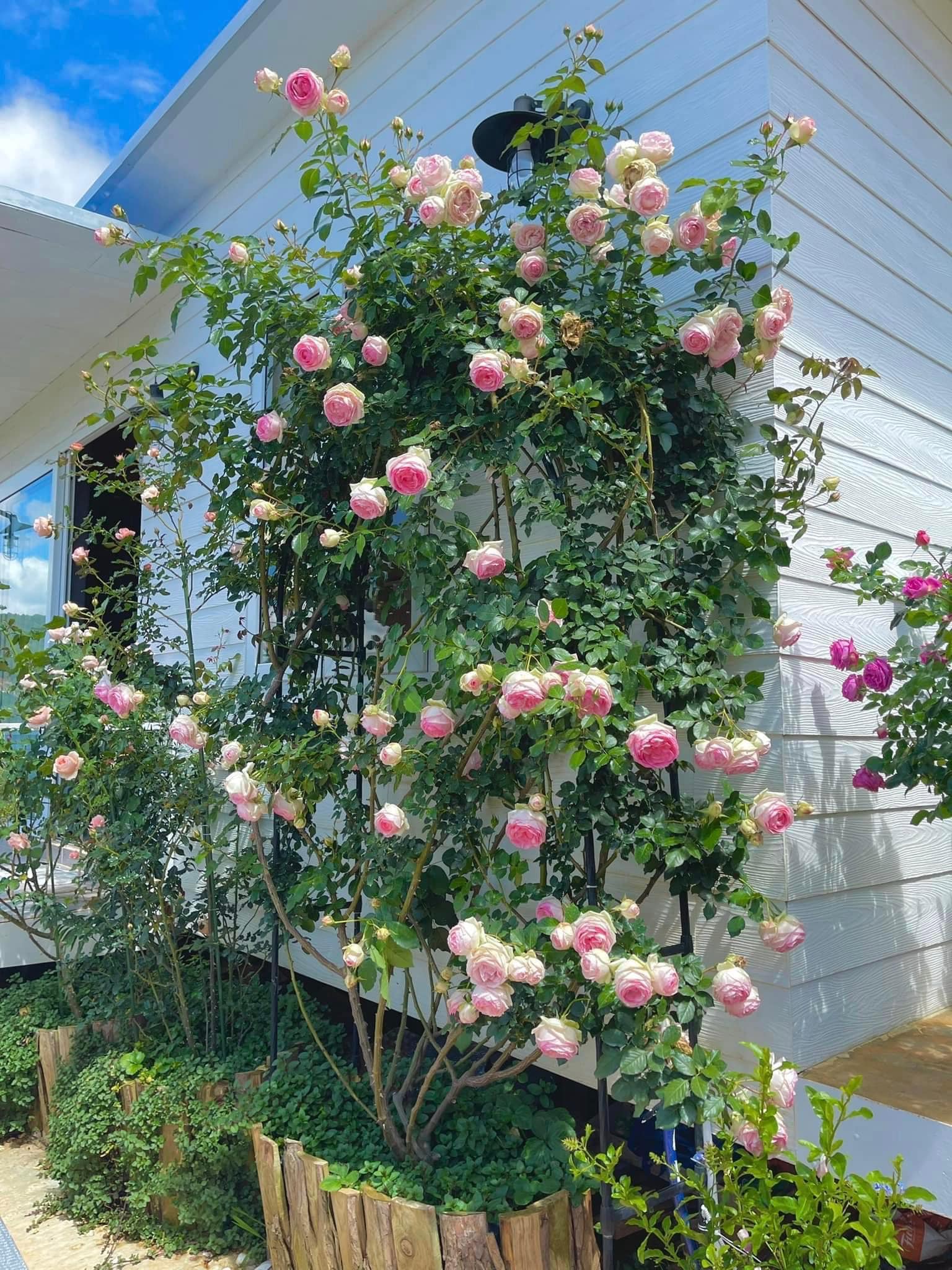 The Rose Garden - The Rose Garden added a new photo.
