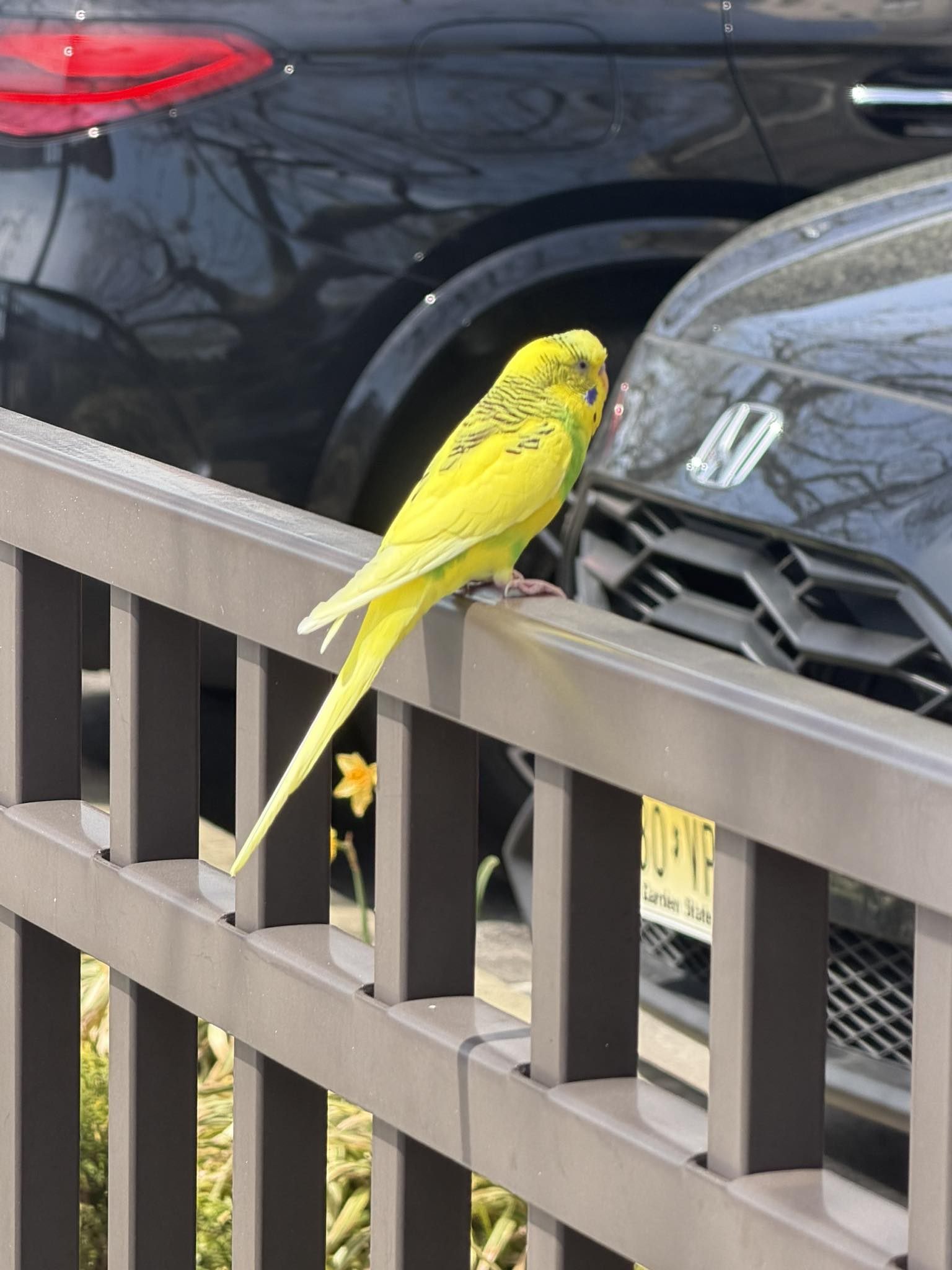 マリー Lost parakeet budgie in Queens, NY near Hollis and Jamaica Aves