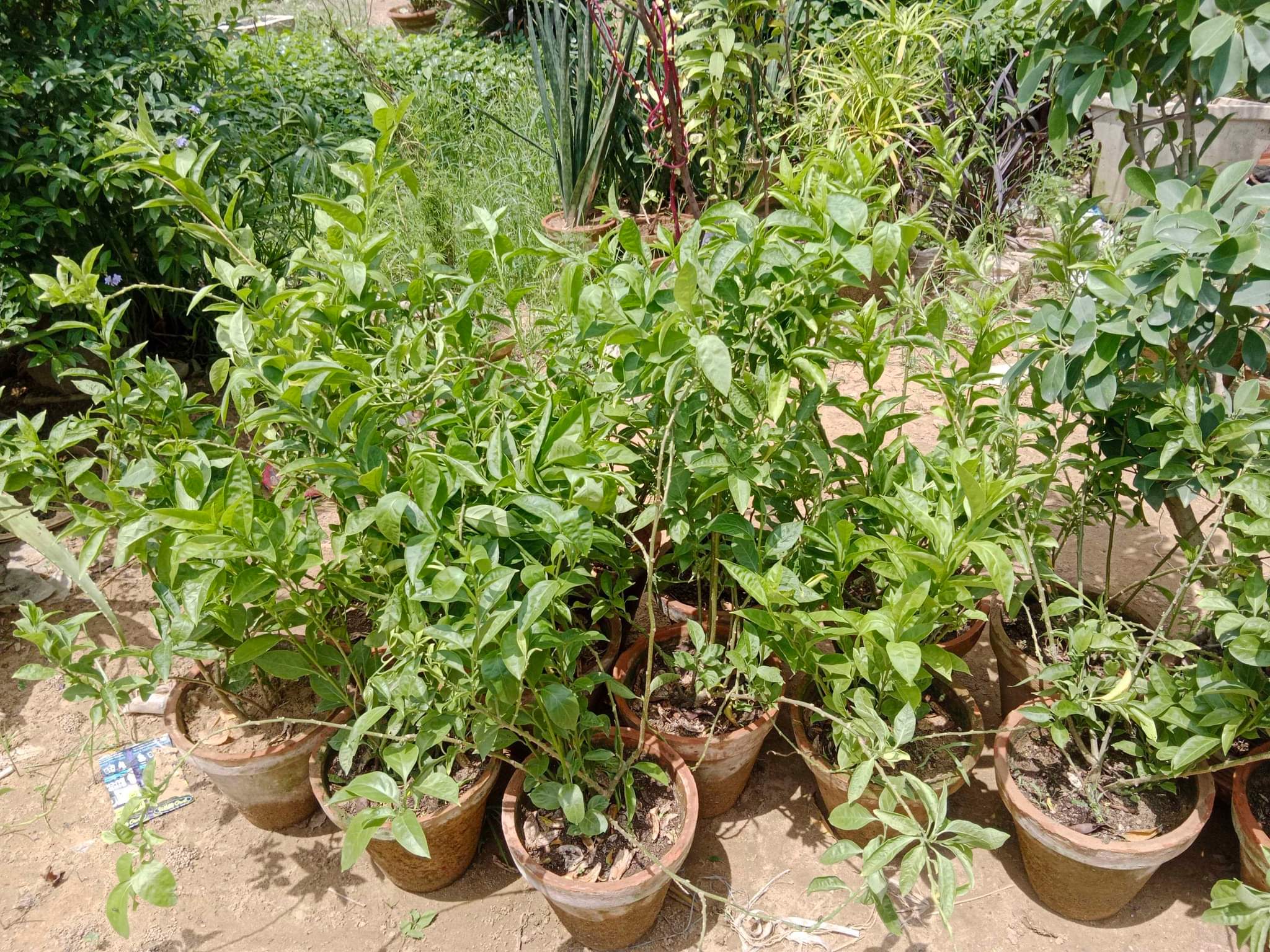 Shop online Plants (All about Gardening) | Rat Ki Rani (Queen of the ...