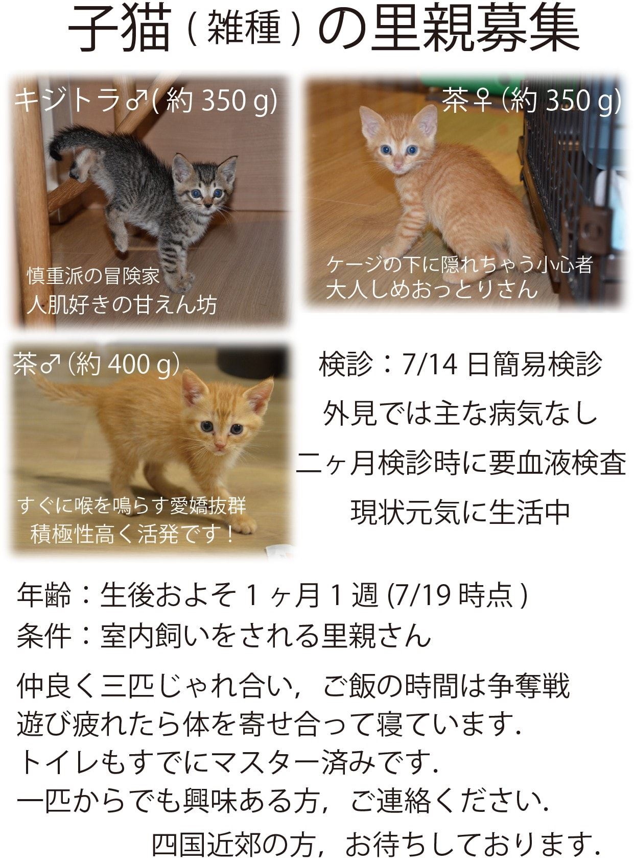 ペットケアシッポ うちのお客様が 保護した子猫の里親さんを探しています Facebook
