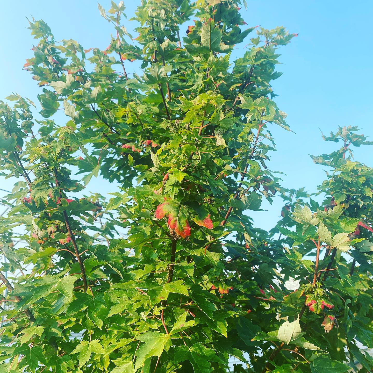 Red point maple starting to show its... - Gingerich Tree Farm