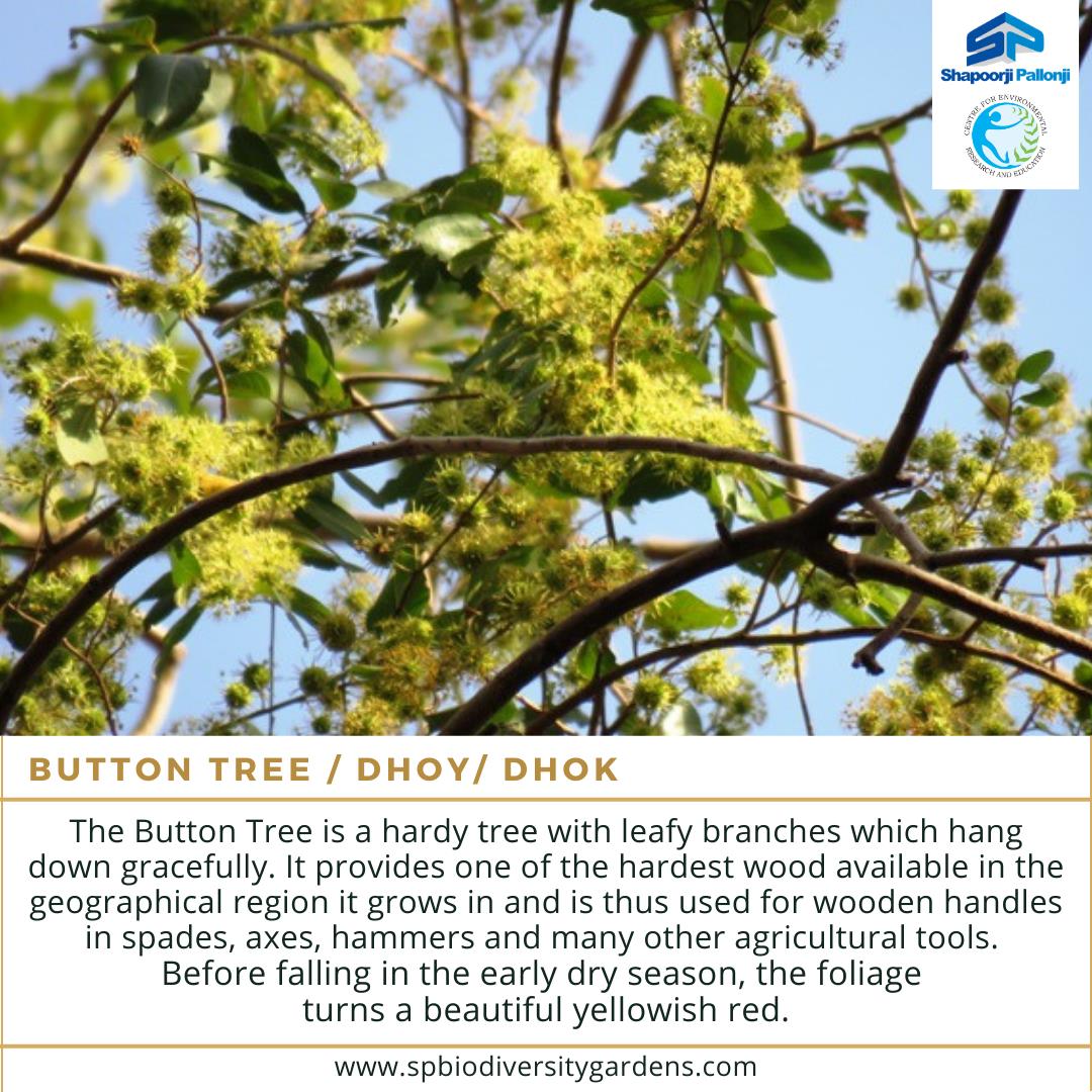 Native Biodiversity Garden - Anogeissus Pendula is a small tree or ...