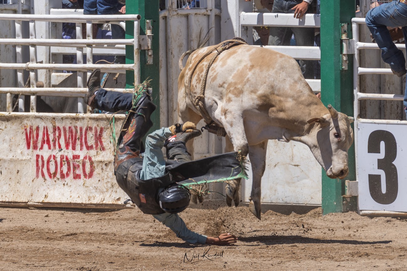 Warwick Rodeo & Gold Cup Campdraft 2024