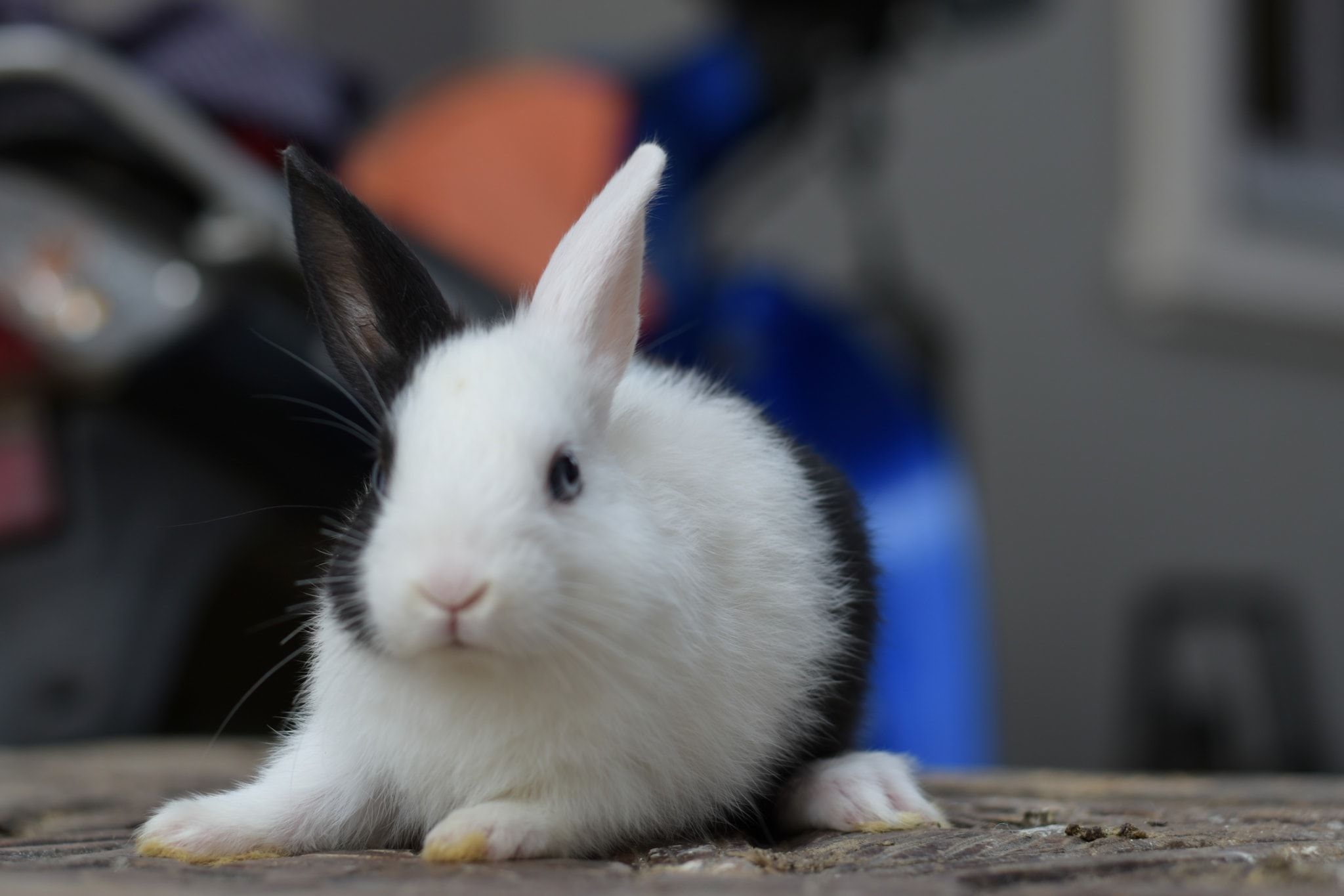 JB Rabbit ฟารม์กระต่ายเชียงใหม่ | Chiang Mai