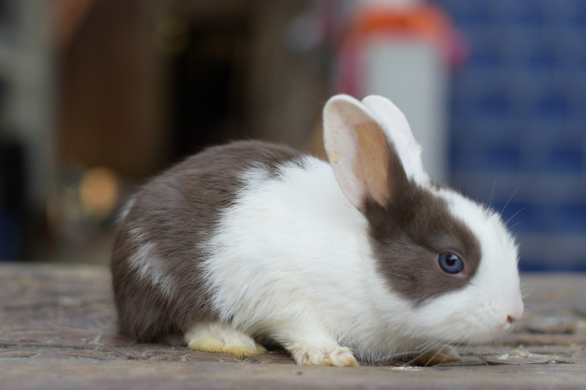 JB Rabbit ฟารม์กระต่ายเชียงใหม่ | Chiang Mai