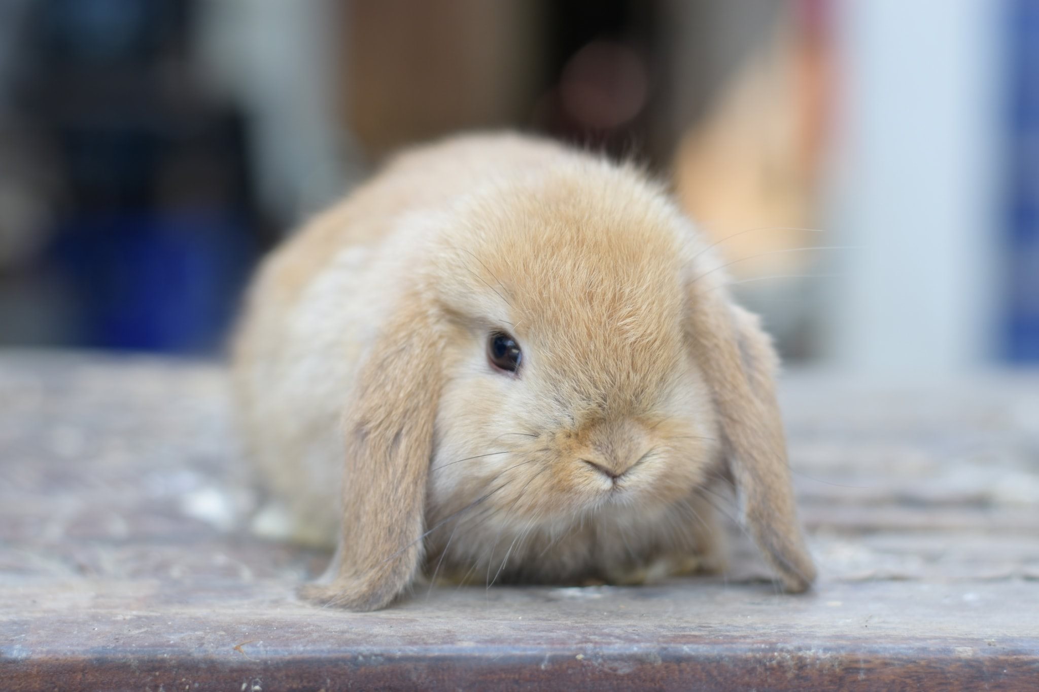 JB Rabbit ฟารม์กระต่ายเชียงใหม่ | Chiang Mai