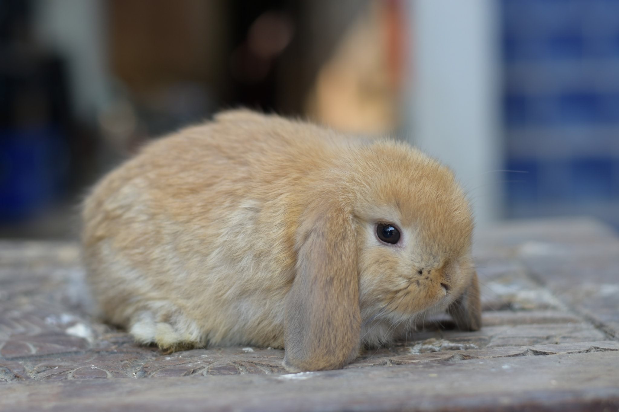 JB Rabbit ฟารม์กระต่ายเชียงใหม่ | Chiang Mai