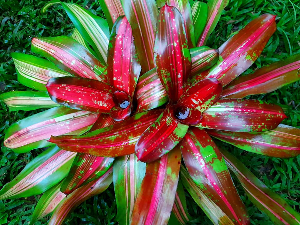 Neoregelia 'Roberto Menescal' (C. Skotak)