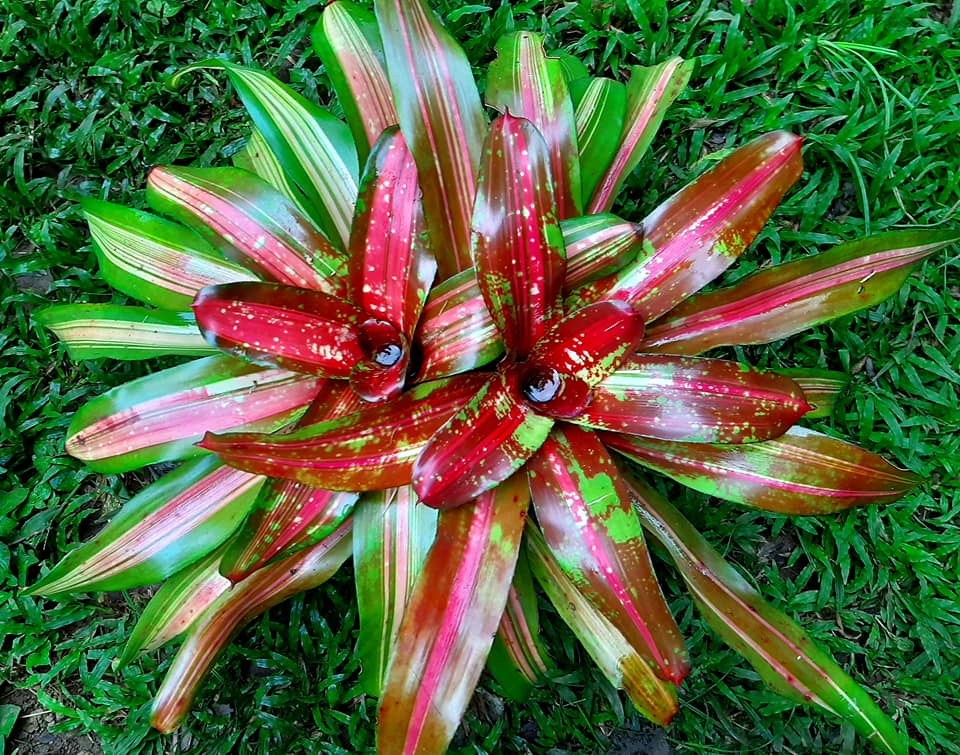 Neoregelia BLAZING FIRE a SKOTAK Hybrid that is very close to