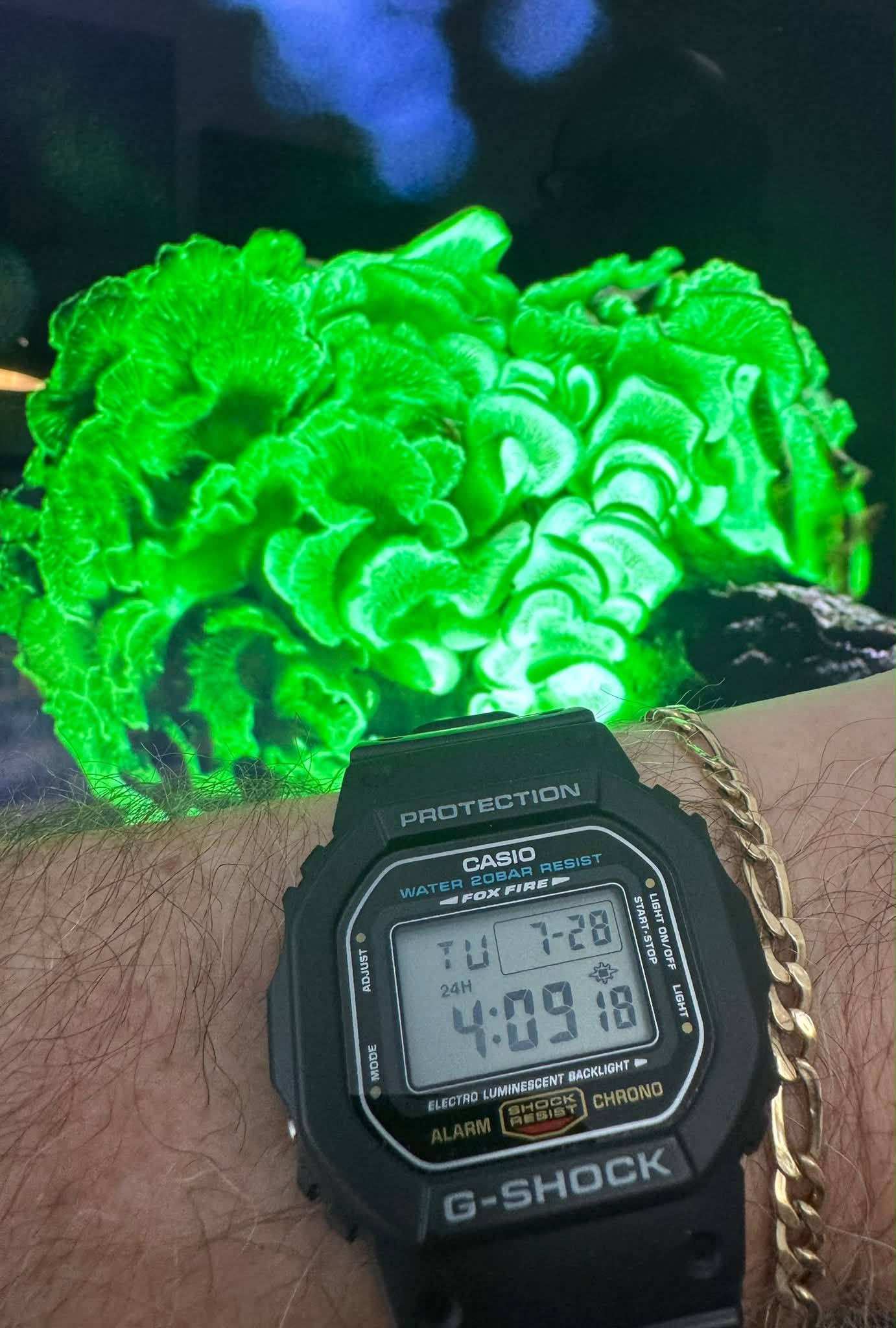 Casio G-Shock DW-5600ED 'Fox Fire' Japan-made watch