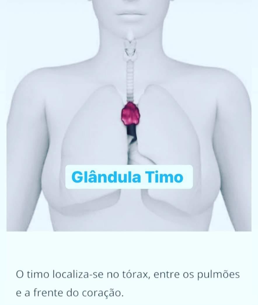 O Timo é uma glândula e também o órgão... - Alquimia da Alma | Facebook