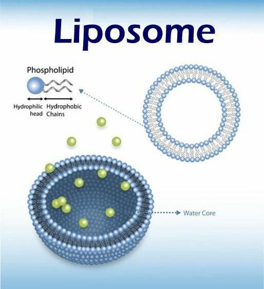 liposome:- A liposome is a spherical-shaped vesicle that is composed of one or more phospholipid bilayers, which closely resembles the structure of cell membranes. The ability of liposomes to encapsu