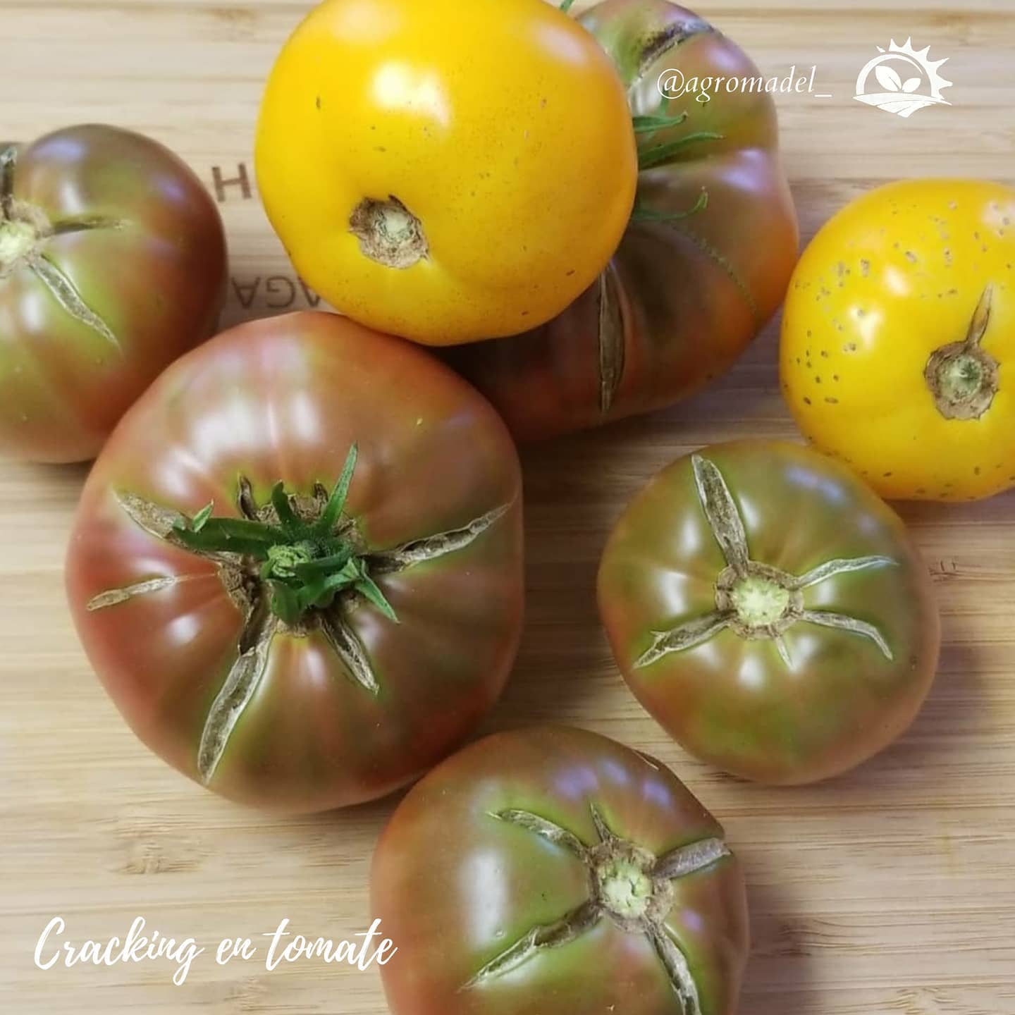 agromadel_ - 🔎💫🍅El rajado de fruto, también conocido como... | Facebook