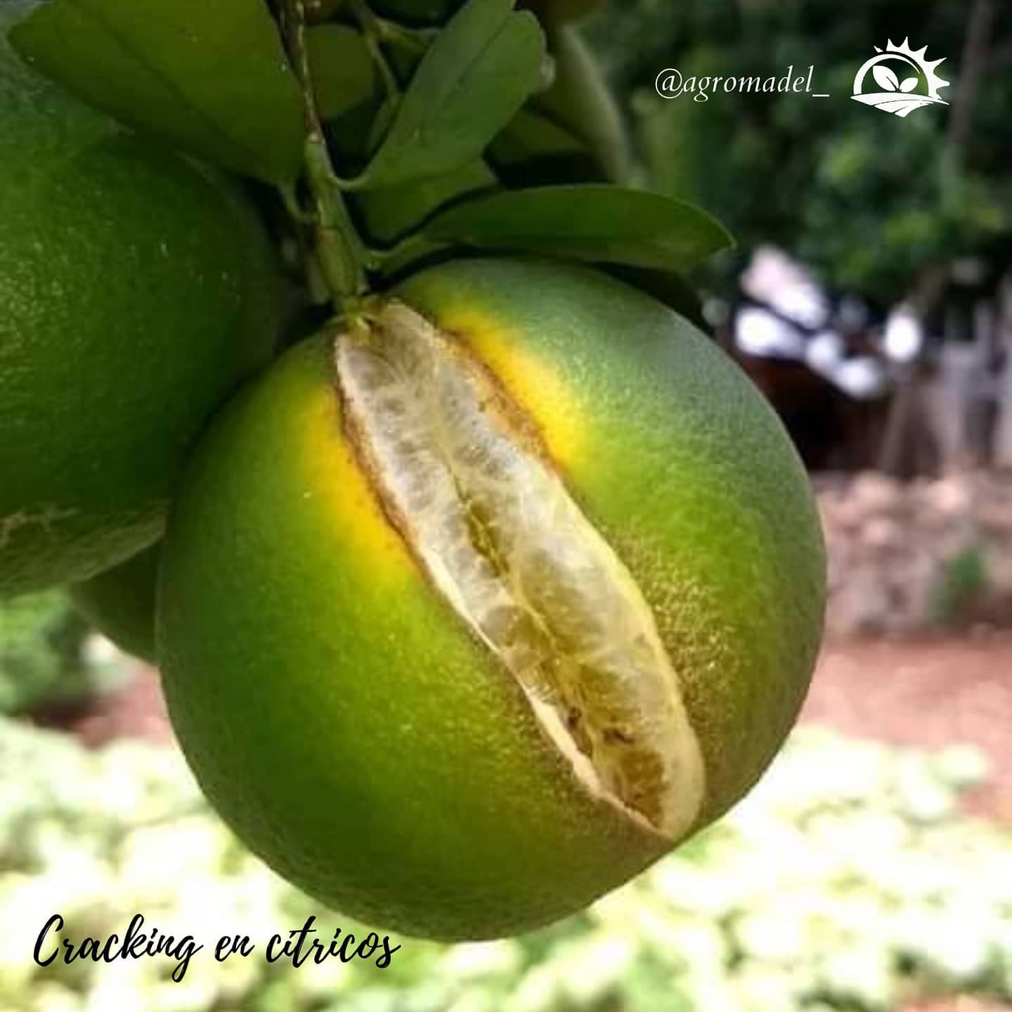 agromadel_ - 🔎💫🍅El rajado de fruto, también conocido como... | Facebook