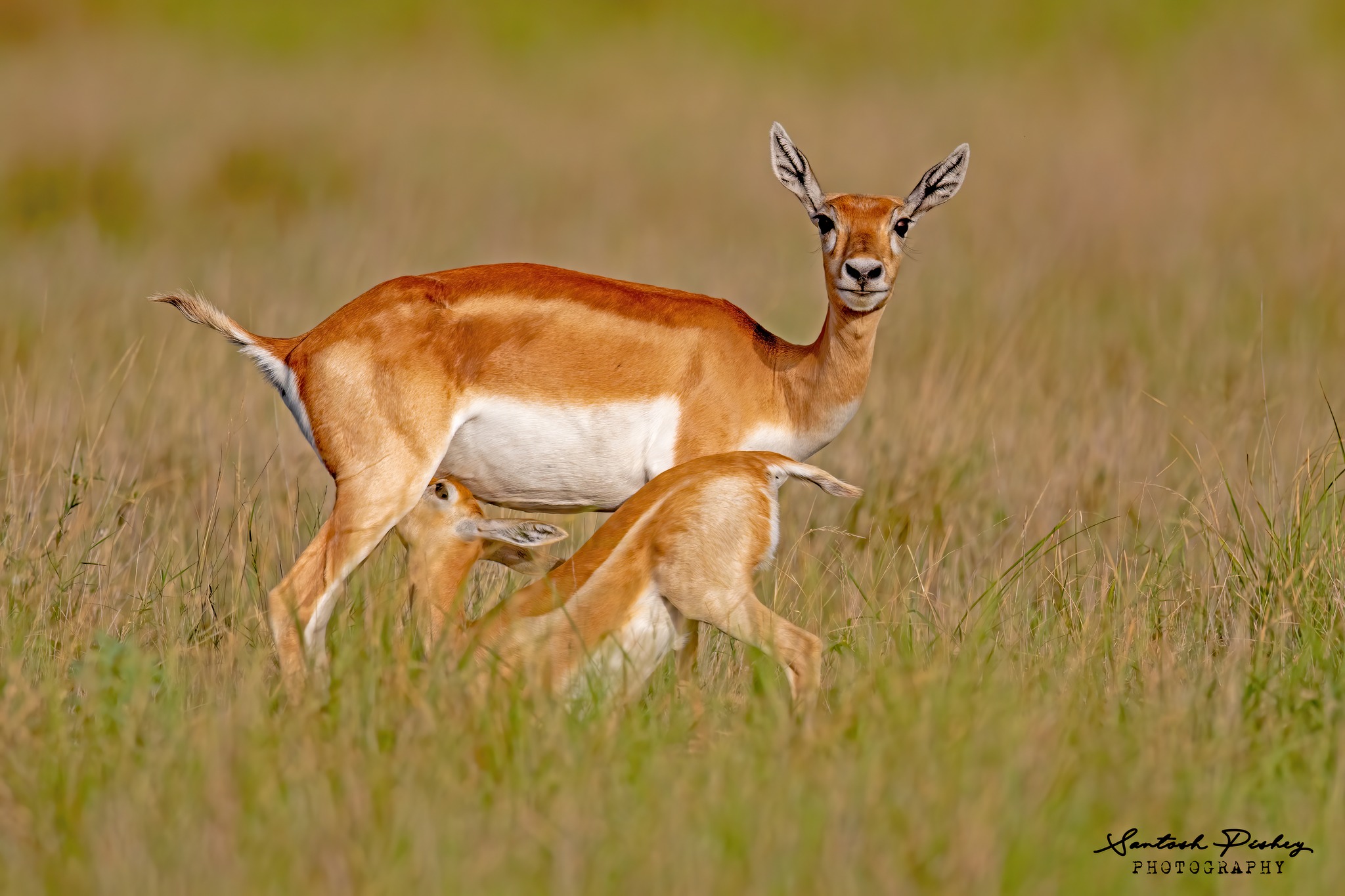 Birds & Wildlife Photography Club.... | Mother's care Blackbuck Tal ...