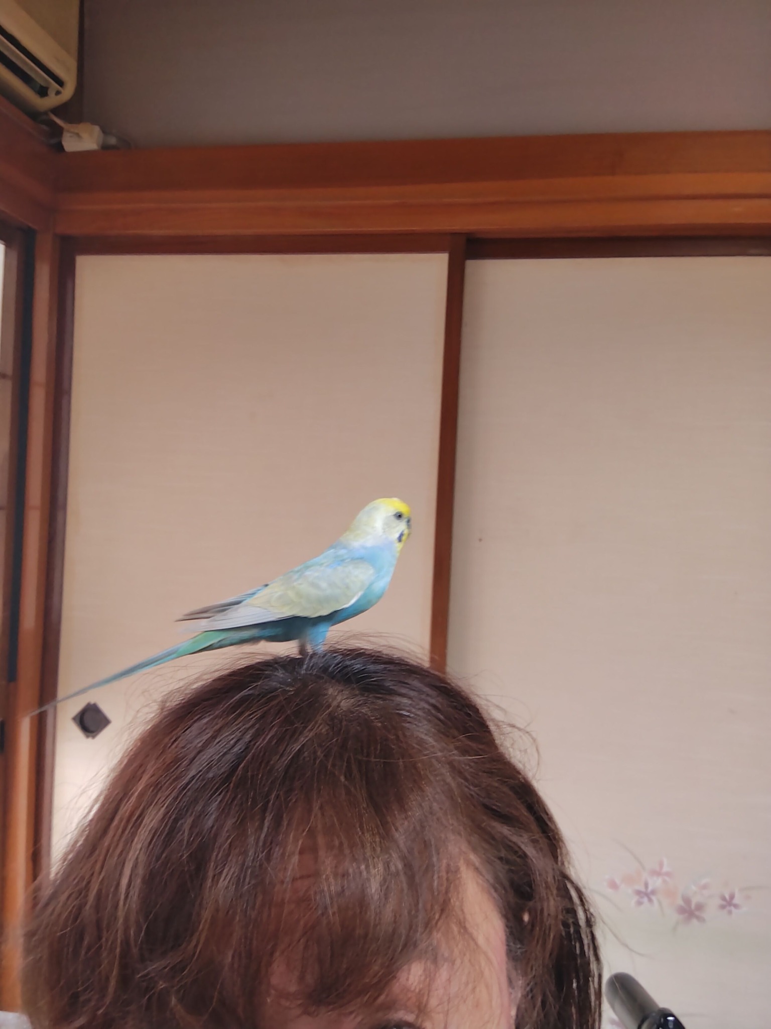 愛用していたインコです お早うございますロン太🌈🐦️🤣朝から元気ですよ〜✨️