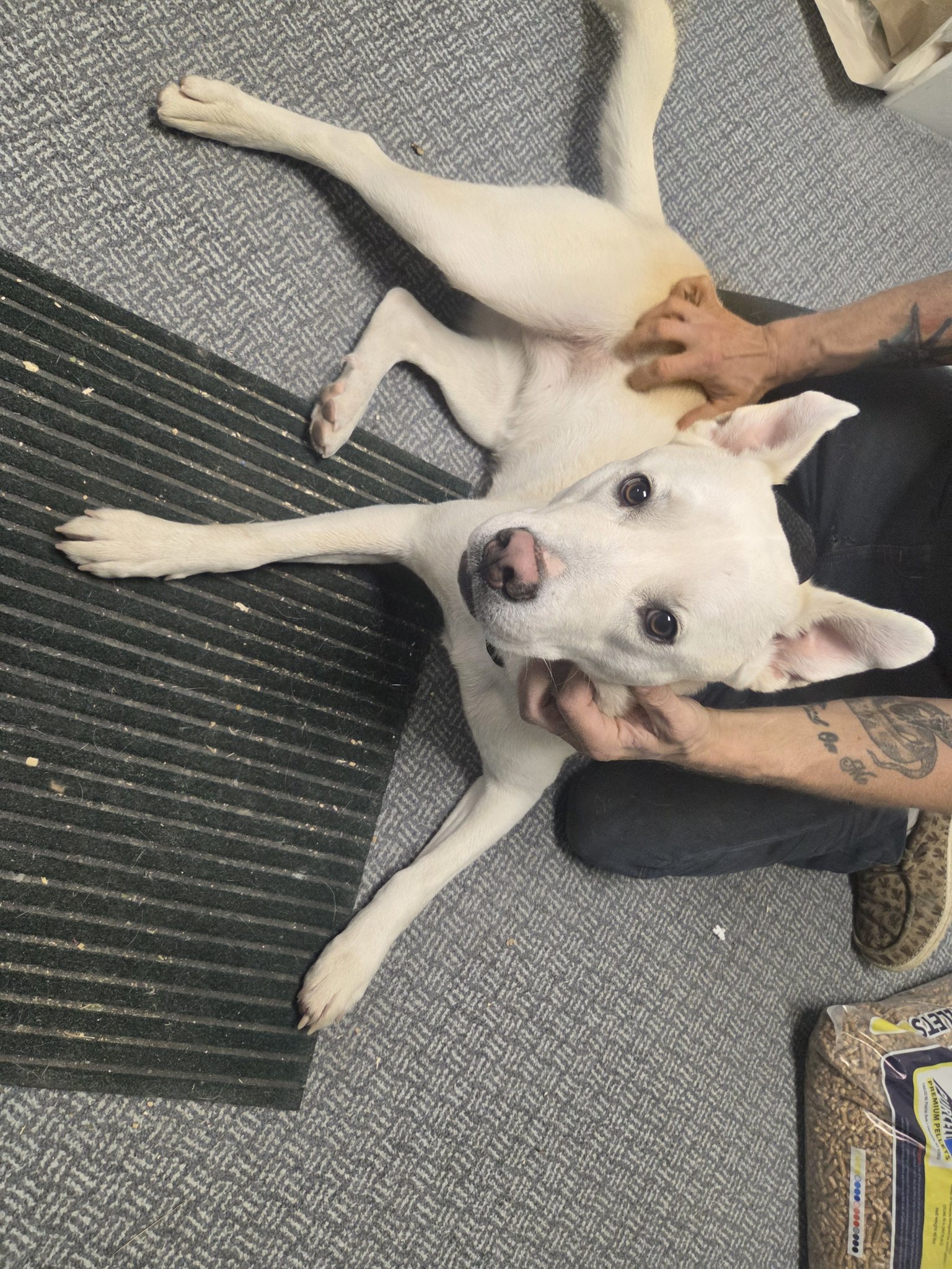 LSD RAIN DOG Lost in Shadow of Death 23号 Lost dog found on Old Hardin Road in Lockwood, MT