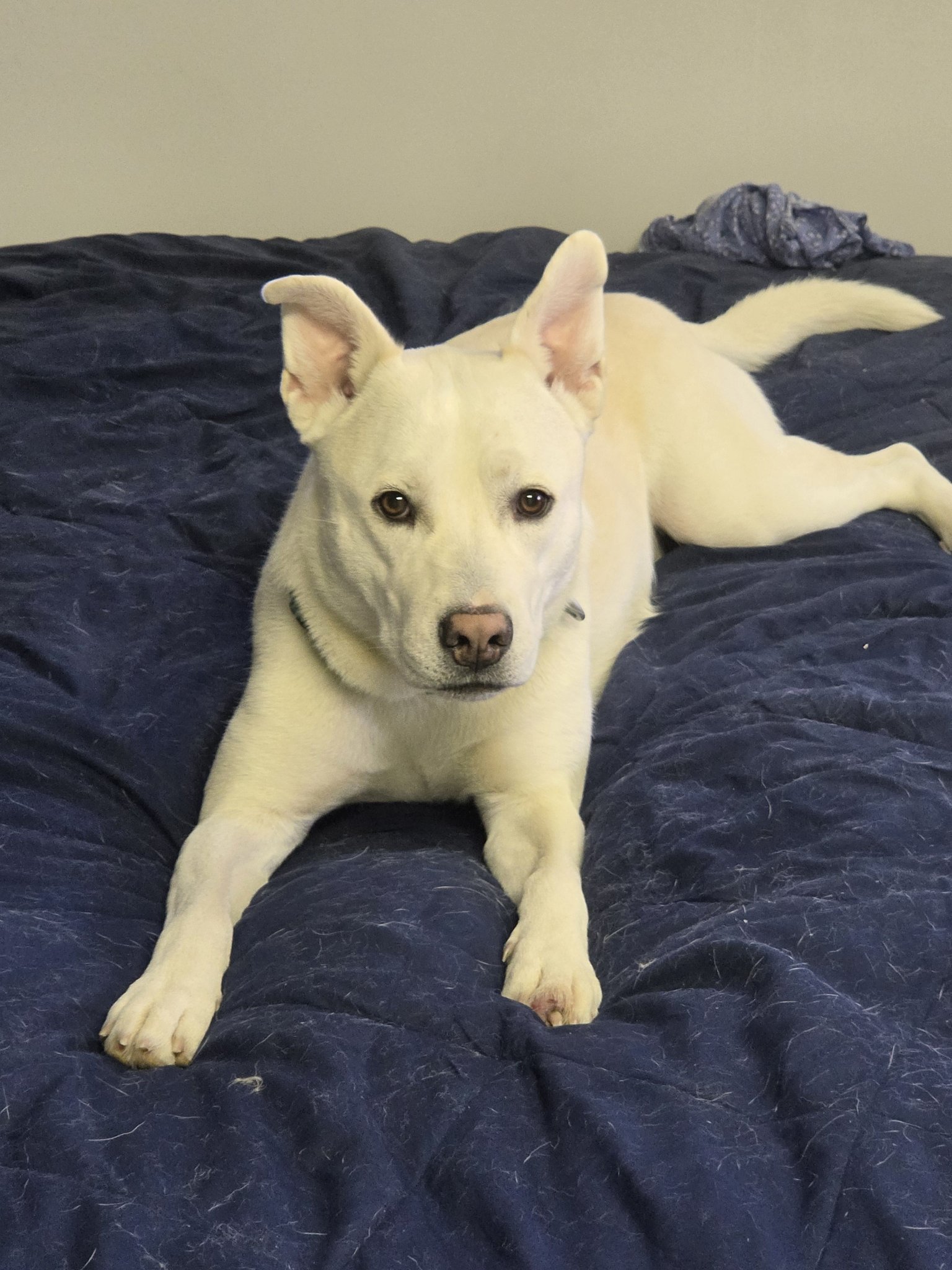 Lost dog found on Old Hardin Road in Lockwood, MT