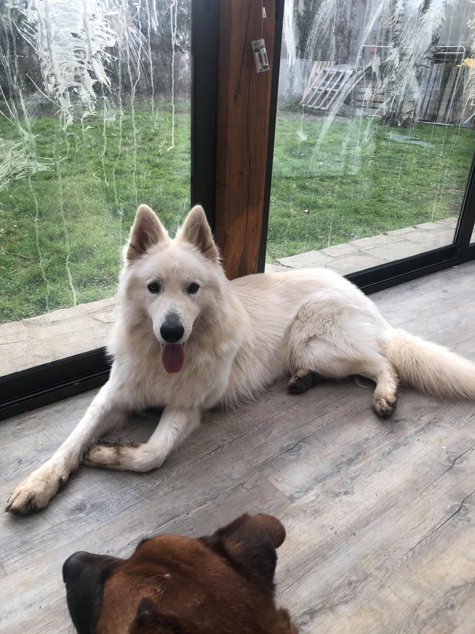 Spa Berger Blanc Suisse A Adopter