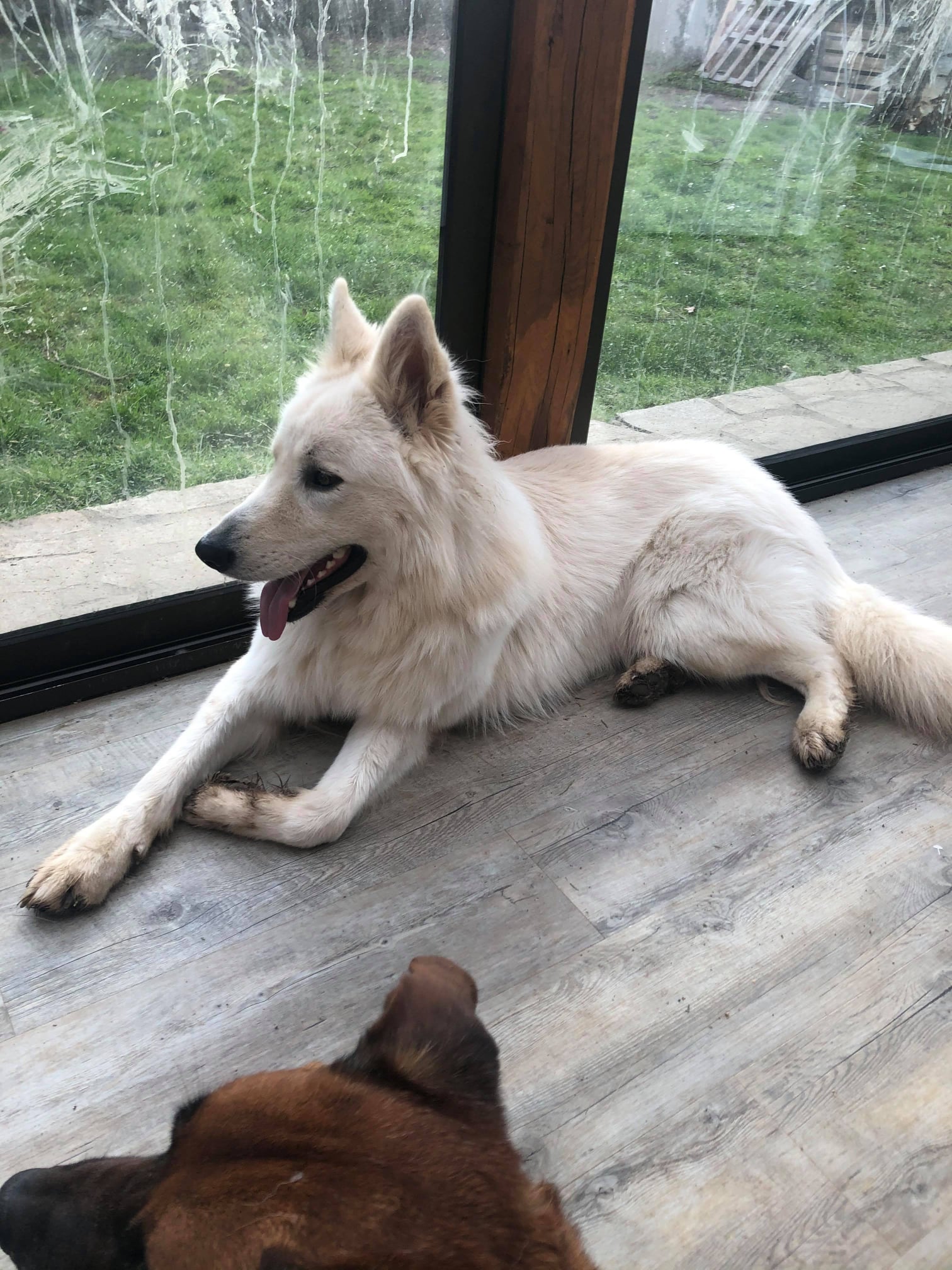 Spa Berger Blanc Suisse A Adopter