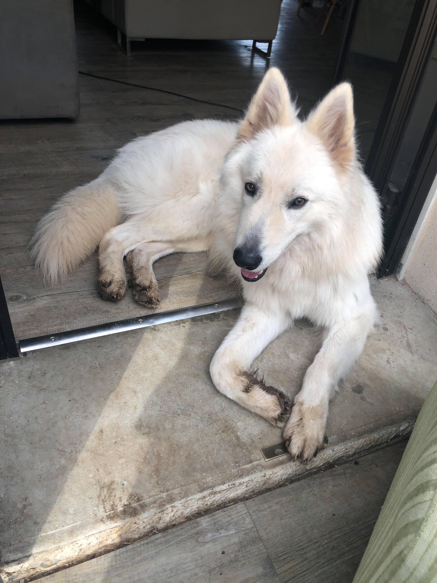 Spa Berger Blanc Suisse A Adopter