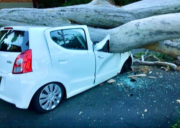 TreeServe - 🚨EMERGENCY RESPONSE🚨 TreeServe received an...