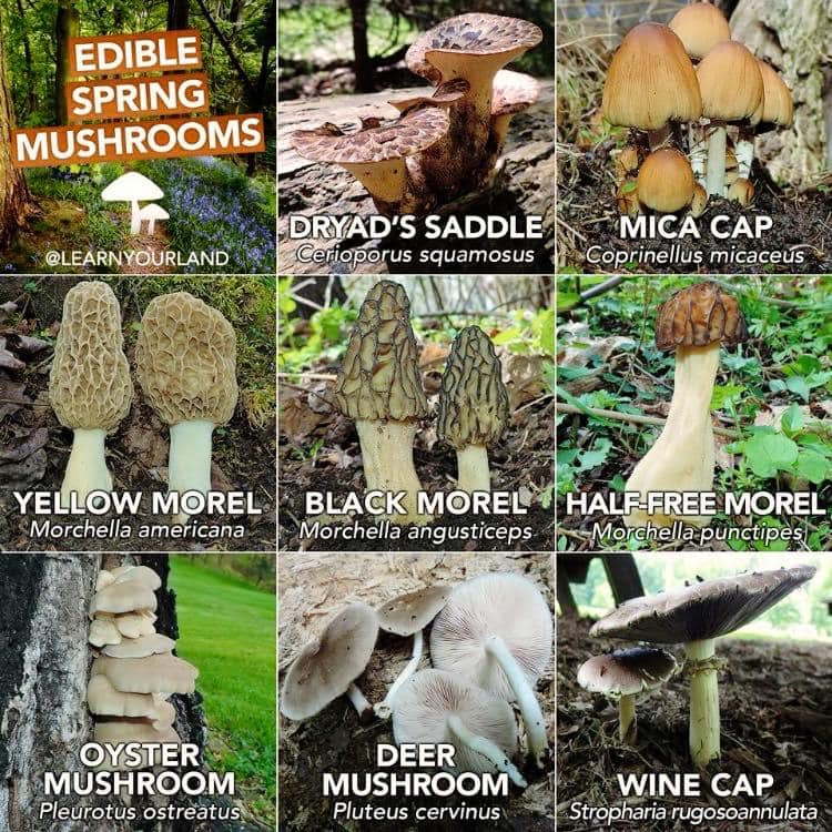 Ohio morel mushroom hunting.