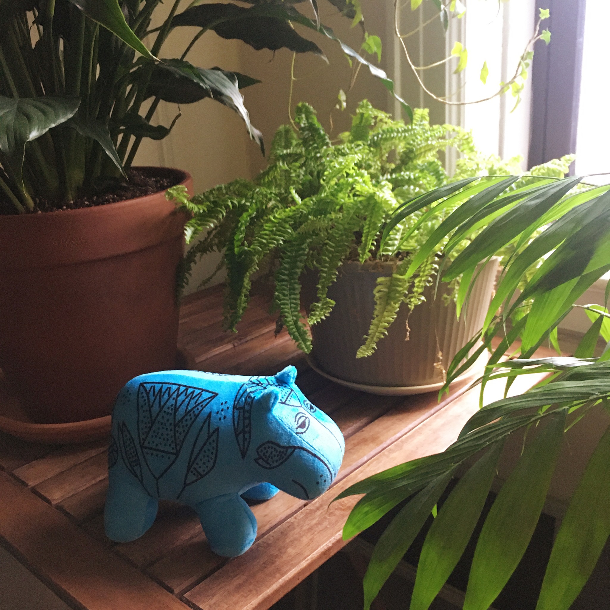 Keyed in. This William Wednesday, we found our favorite hippo (and