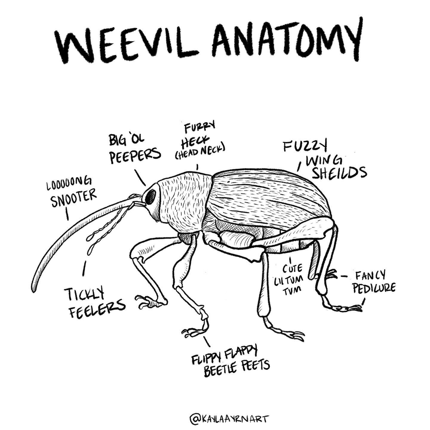 Kayla Ayrn: Art, Illustrations, Insects