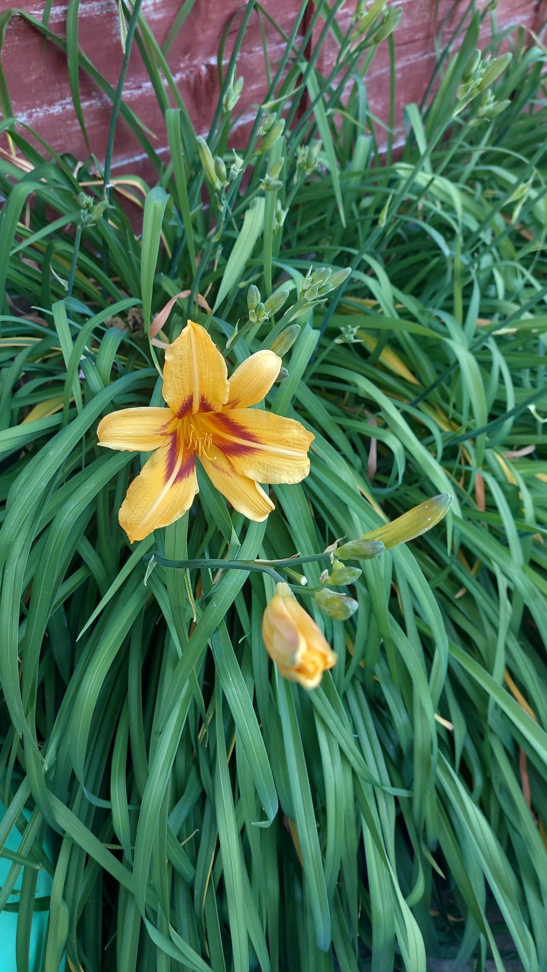 Can you tell me what kind of Lilly this is?
